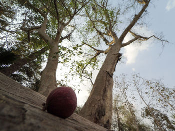 Low angle view of tree