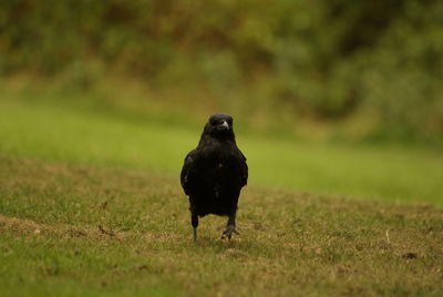 Bird perching on a field