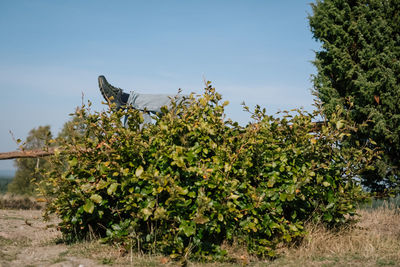 Plants growing on tree against sky