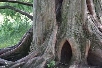 Close-up of tree trunk