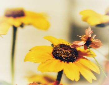 Close-up of yellow flowering plant