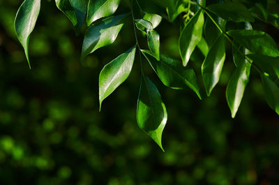 Close-up of fresh green leaves