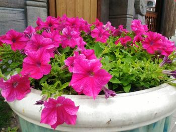 Close-up of pink flowering plant in pot