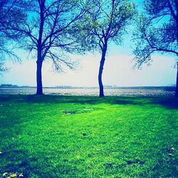 Bare trees on grassy field