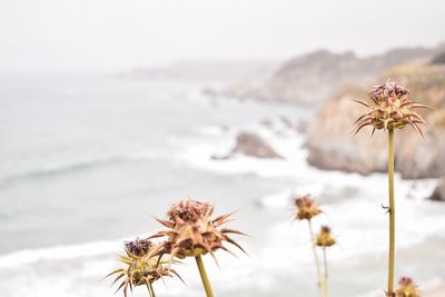 Close-up of wilted plant by sea against sky