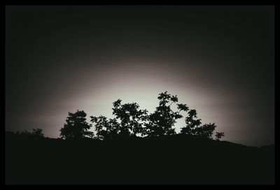 Trees against clear sky