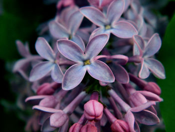 Close-up of pink flowers