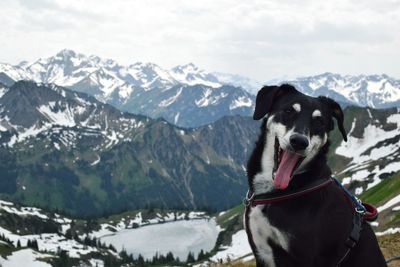 Yawning dog on snow covered mountains