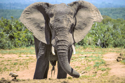 Scenic portrait of a wild big elephant, addo national park south africa