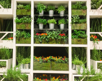 Potted plants in greenhouse