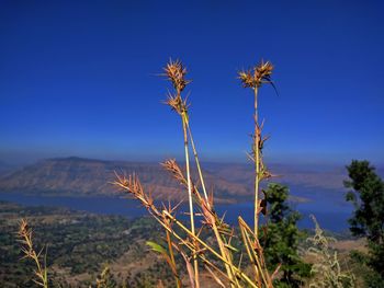 Scenic view of tree mountains against clear blue sky