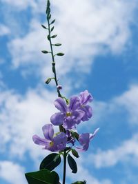 Close-up of purple flowering plant against cloudy sky