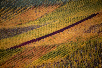 Scenic view of agricultural field