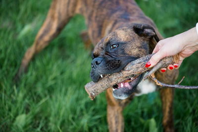 Dog biting wood being held by woman