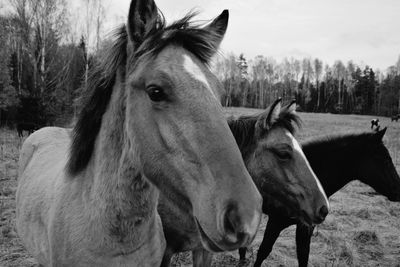 Horses in a field