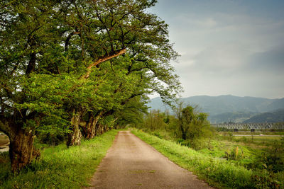 Road amidst trees and plants against sky