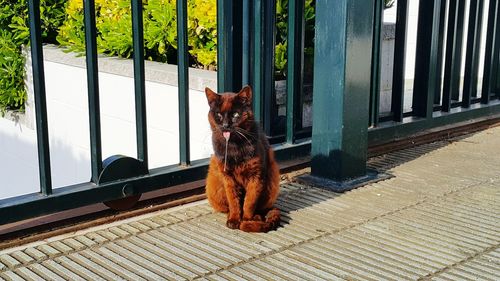 Portrait of dog sitting on porch