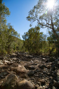 Scenic view of forest against sky