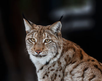 Close-up portrait of a cat