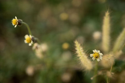 Close-up of white flowering plant