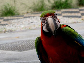 Close-up of parrot perching on tree