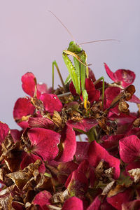 Close-up of insect on red flower