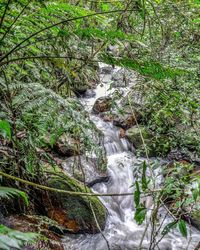 Stream flowing through rocks in forest