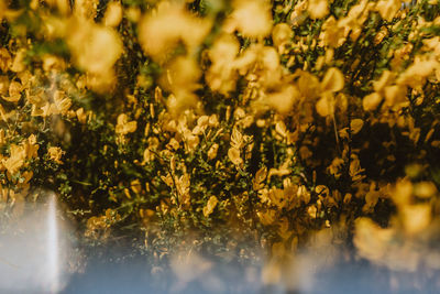 Close-up of flowering plants on field