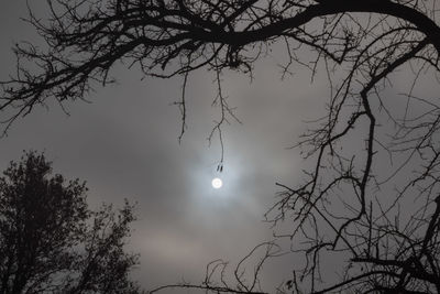 Low angle view of silhouette trees against sky at night