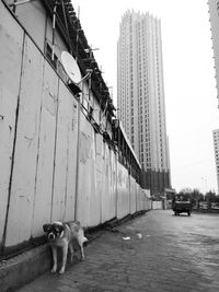 Dog on bridge in city