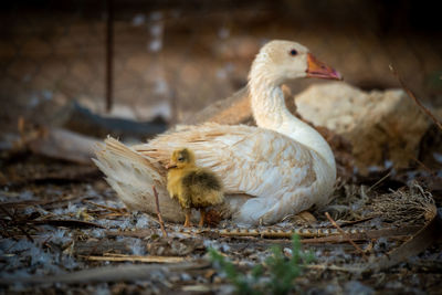 Gosling stands beside mother in messy pen