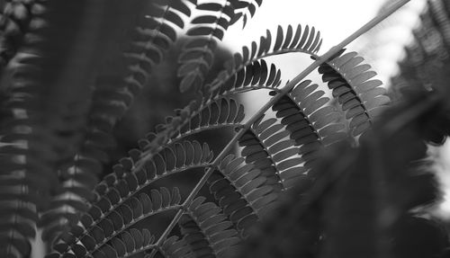 Close-up of spiral leaf