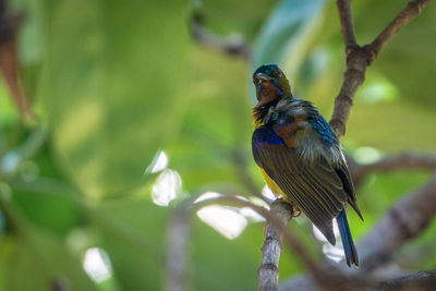 Close-up of bird perching on branch