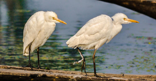 Close-up of bird
