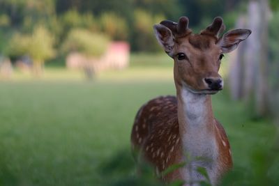 Curious deer