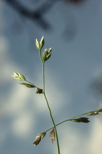 Close-up of flowering plant