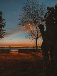 Trees on beach against sky during sunset