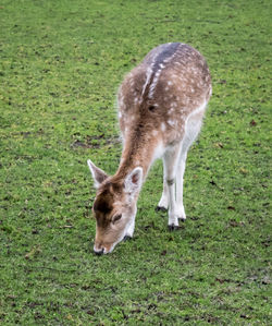 Deer grazing on grassy field
