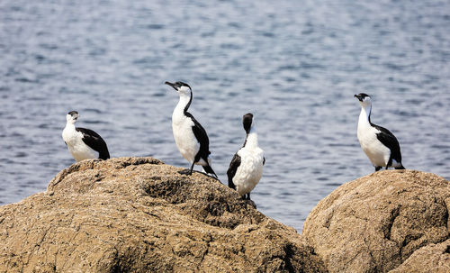 Seagulls perching on rock