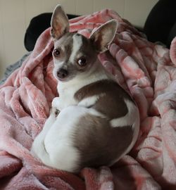 High angle view of dog on hand at home