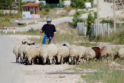 Sheep on street with shepherd