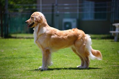 Dog on grass