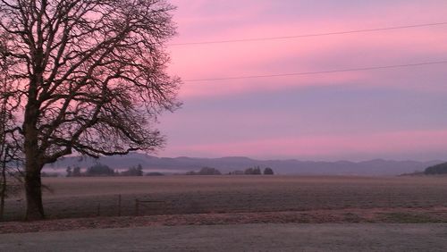 Bare trees on landscape at sunset