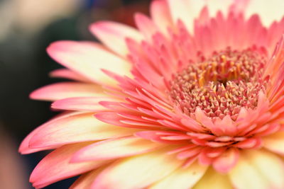 Close-up of coral flower