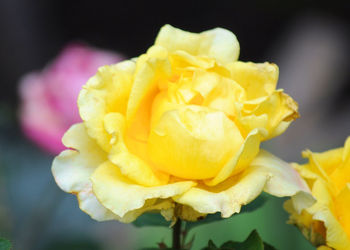 Close-up of yellow rose blooming outdoors