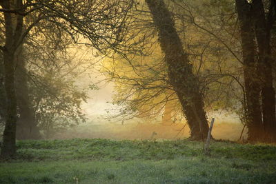 Trees in forest during foggy weather