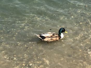 High angle view of duck swimming in lake