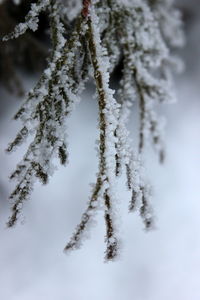 Close-up of frozen tree against sky