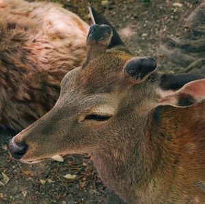 Close-up of deer