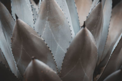 Full frame shot of succulent plant